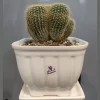اچینوکاکتوس (اکینوکاکتوس) با گلدان سرامیکی - Image 3