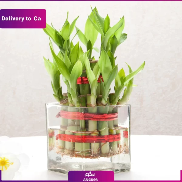 خرید وسفارش آنلاین گل-ارسال گل به کانادا-ارسال گل به خارج از کشور-ارسال هدیه به خارج-انگور