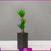 خرید گل آپارتمانی- خرید یوکا سه شاخه - گل یوکا سه شاخه با گلدان فلزی
