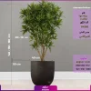 خرید دراسنا - سفارش آنلاین گل به همراه گلدان -انگور