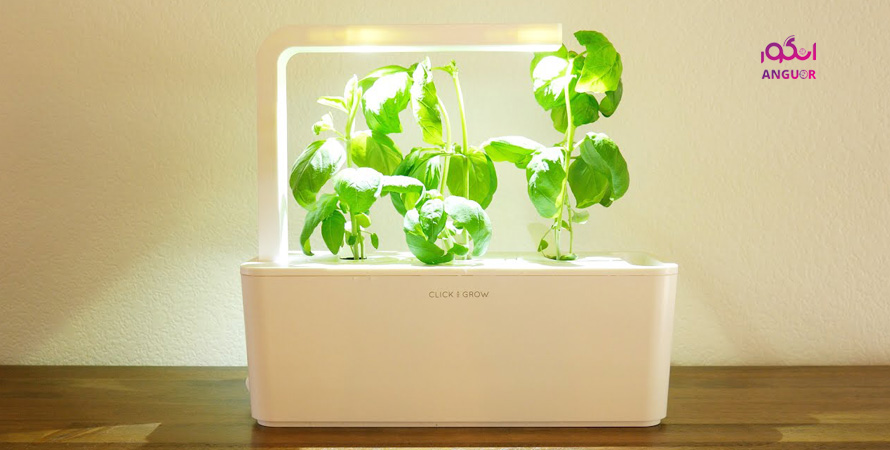 تکنولوژی هوشمند برای پرورش گیاهان آپارتمانی - انگور