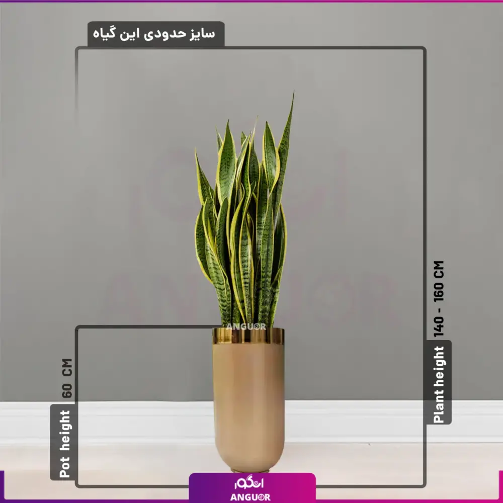 گلدان سانسوریا - سانسوریا - خرید گل آپارتمانی - انگور