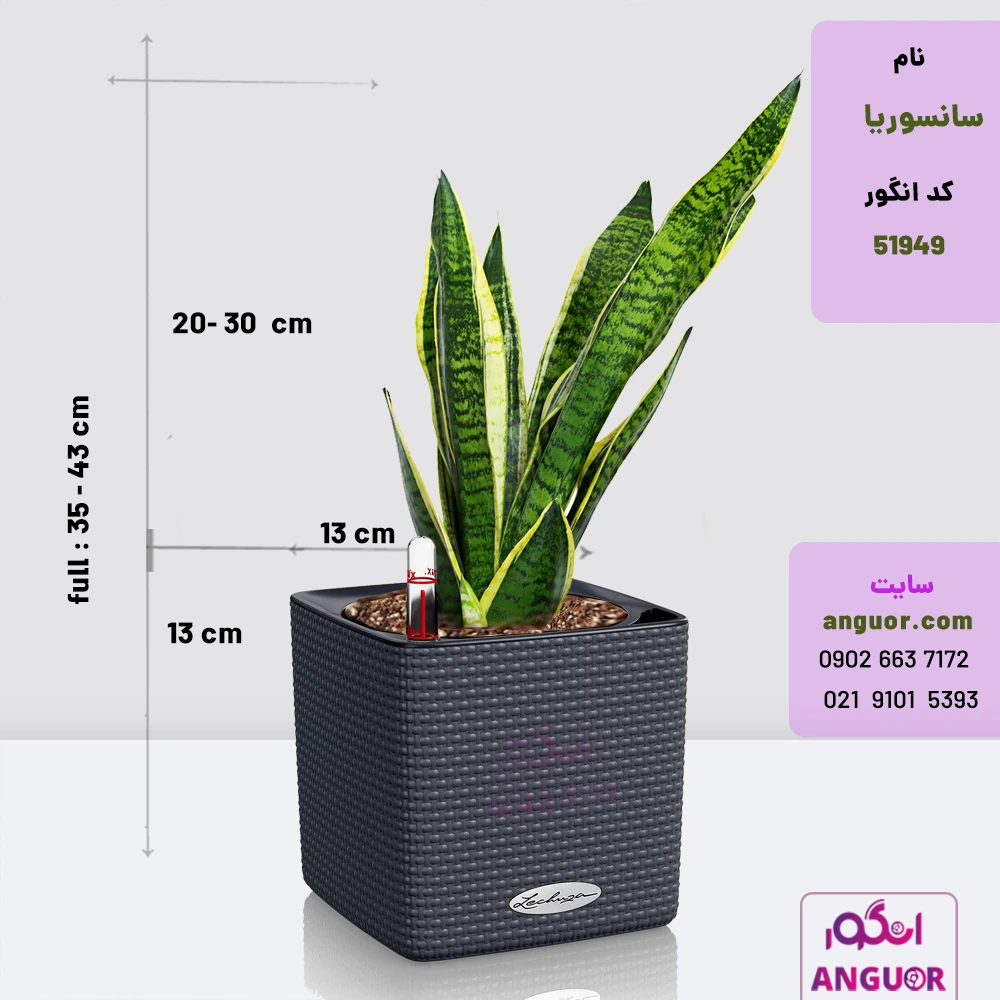 گلدان مربعی خودآبرسان در چهار رنگ با سانسوریا ابلق - انگور