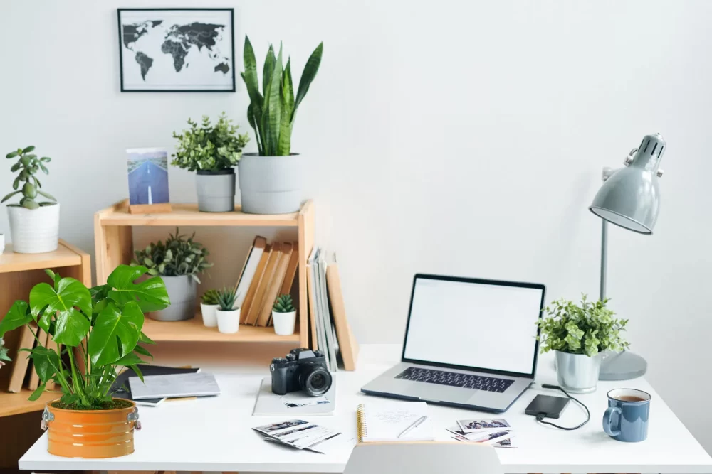 گل گلدانی برگ انجیری - Image 10