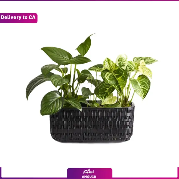 خرید آنلاین گ آپارتمانی - سفارش گل به خارج