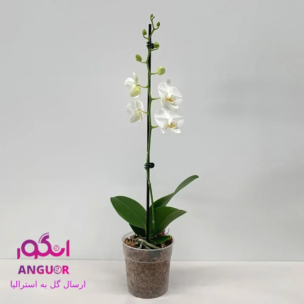 خرید گل ارکیده سفید+قیمت وعکس-ارسال گل به استرالیا