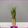 گلدان سانسوریا - سانسوریا - خرید گل آپارتمانی - انگور