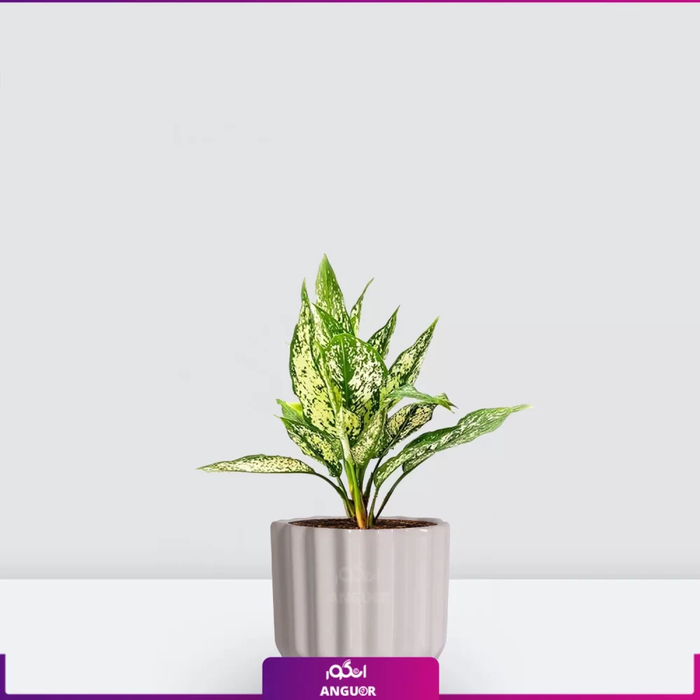 آگلونمابرفی-خرید آگلونما برفی- آگلونما برفی به همراه گلدان-خریدوسفارش آگلونمابرفی