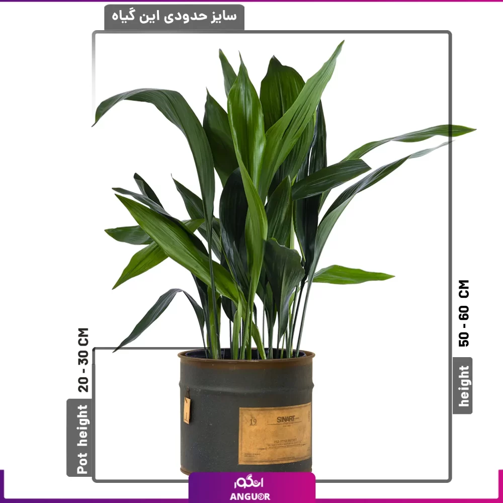 خرید برگ عبایی - برگ عبایی با گلدان فلزی سینارت