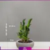 زاموفیلیا به همراه گلدان گرد فایبرگلاس - Image 2
