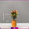 گیاه گلدانی کروتون - Image 3