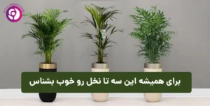 تفاوت نخل اریکا با شامادورا و کنتیا