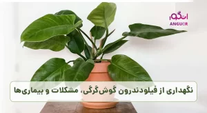 نگهداری فیلودندرون گوش گرگی، مشکلات و بیماری‌ها