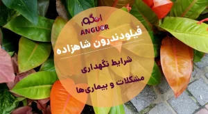 نگهداری فیلودندرون شاهزاده، مشکلات و بیماری ها| انگور مرکز گل و گیاه