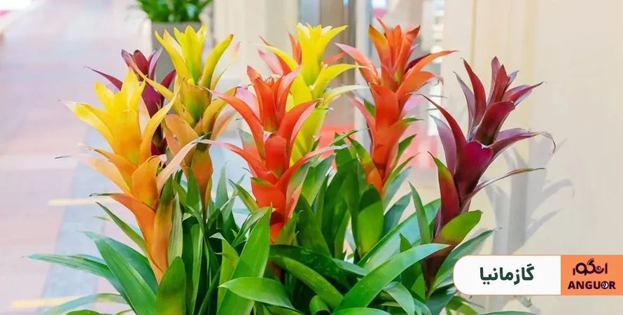 گازمانیا - گیاهان آپارتمانی به رنگ پاییزی