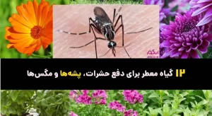 گیاهان مناسب برای دفع حشرات
