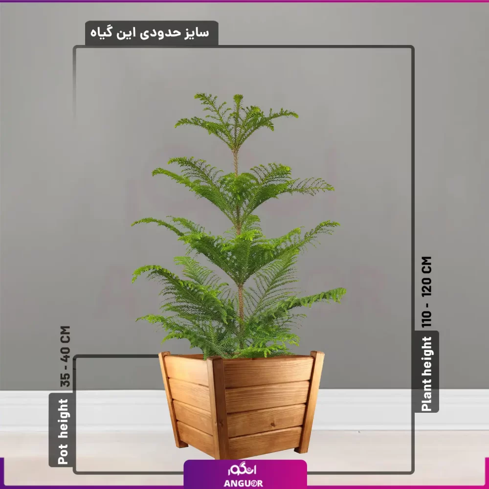 کاج مطبق سایز بزرگ با گلدان چوبی
