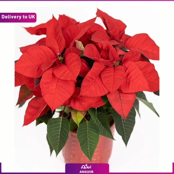 ارسال گل اپارتمانی به انگلستان - گل کریسمس - سفارش آنلاین گل