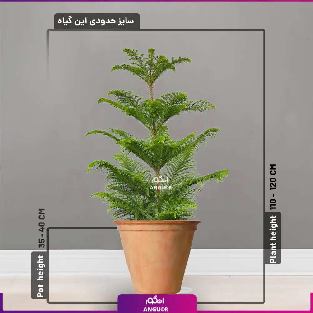 خرید + قیمت + عکس گلدان سفالی ساده سایز 40 سانتی با کاج مطبق متوسط تک شاخه