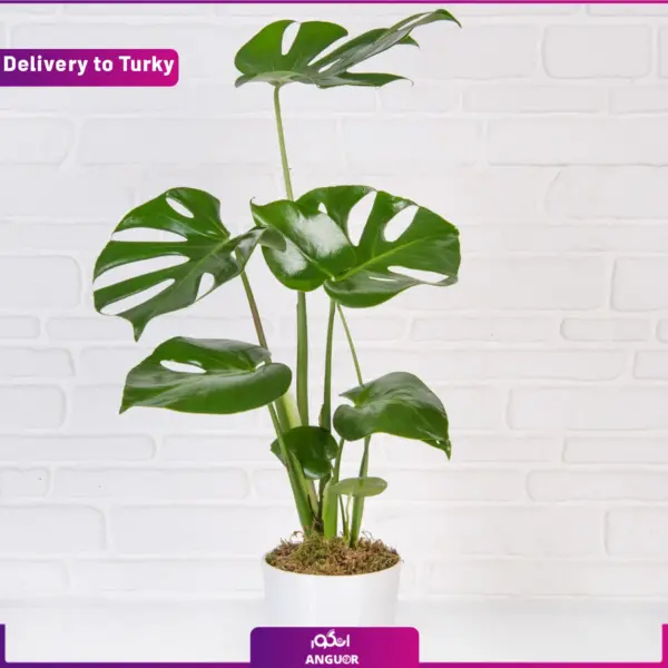 خرید و سفارش آنلاین گل - ارسال گل آپارتمانی به ترکیه - ارسال گل آپارتمانی به خارج از کشور - ارسال هدیه به خارج-انگور