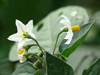 معرفی بیش از 120 گل و گیاه سمی - انگور