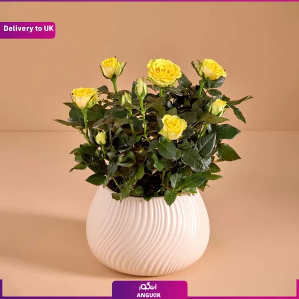 گلدان رز زرد و ارسال به انگلستان از انگور