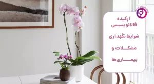 ارکیده فالانوپسیس، شرایط نگهداری، مشکلات و بیماری ها-قیمت و عکس-خریدگل ارکیده