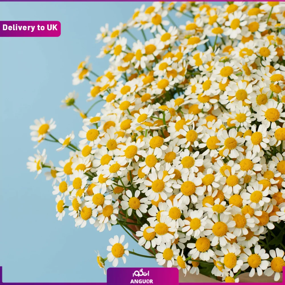 انگور- ارسال گل به انگلستان-