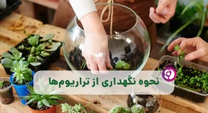 نگهداری از تراریوم ها
