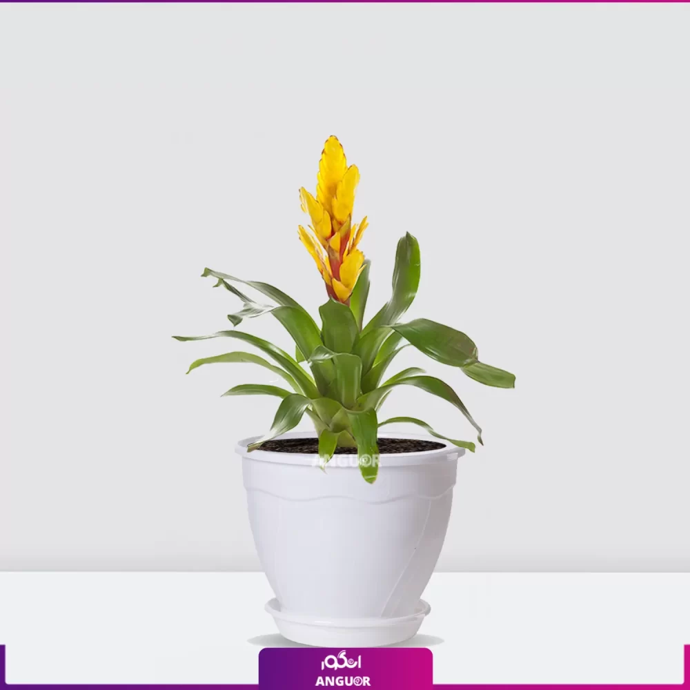 ورزیای زرد- گل ورزیای زرد با گلان پلاستیکی سفید