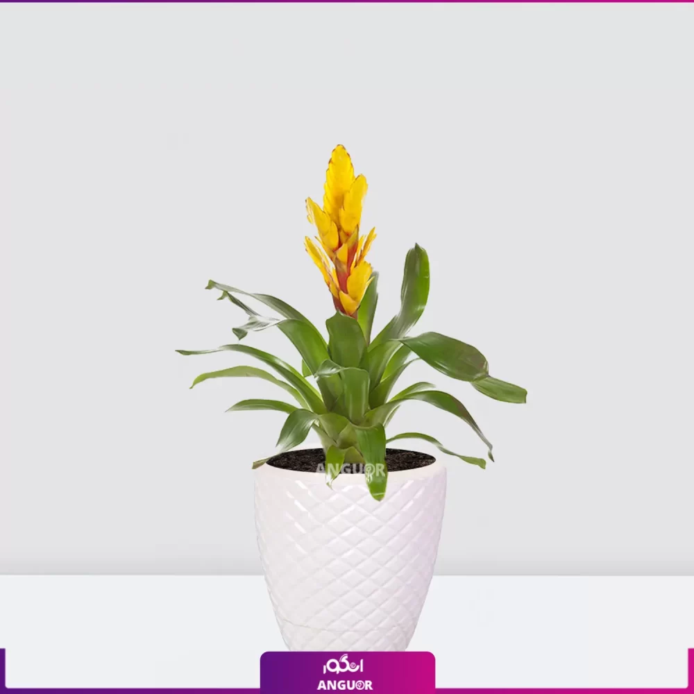 ورزیای زرد-خرید گل ورزیای زرد با گلدان پلاستیکی سفید