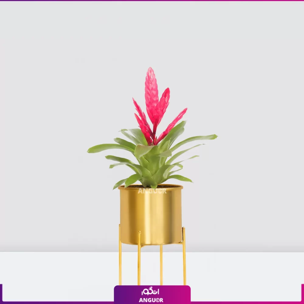 خرید ورزیا- ورزیای صورتی با گلدان فلزی طلایی