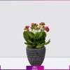 کالانکوئه قرمز -گل کالانکوئه قرمز با گلدان سفالی