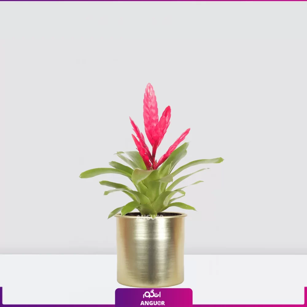 خرید ورزیا- ورزیای صورتی با گلدان فلزی طلایی