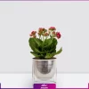 کالانکوئه قرمز-خرید گل کالانکوئه قرمز به همراه گلدان فلزی پایه دار نقره ای