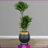 خرید گل آپارتمانی | دراسنا کامپکت سایز بزرگ با گلدان فایبرگلاس لوکس VIP (decorative plants) (2) | خرید و سفارش آنلاین گل و گیاه آپارتمانی بزرگ