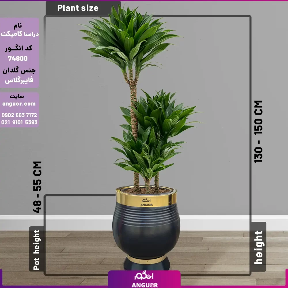 خرید گل آپارتمانی | دراسنا کامپکت سایز بزرگ با گلدان فایبرگلاس لوکس VIP (decorative plants) (2) | خرید و سفارش آنلاین گل و گیاه آپارتمانی بزرگ