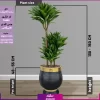 خرید گل آپارتمانی | دراسنا کامپکت سایز بزرگ با گلدان فایبرگلاس لوکس VIP (decorative plants) (2) | خرید و سفارش آنلاین گل و گیاه آپارتمانی بزرگ