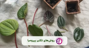 روش های تکثیر پپرومیا