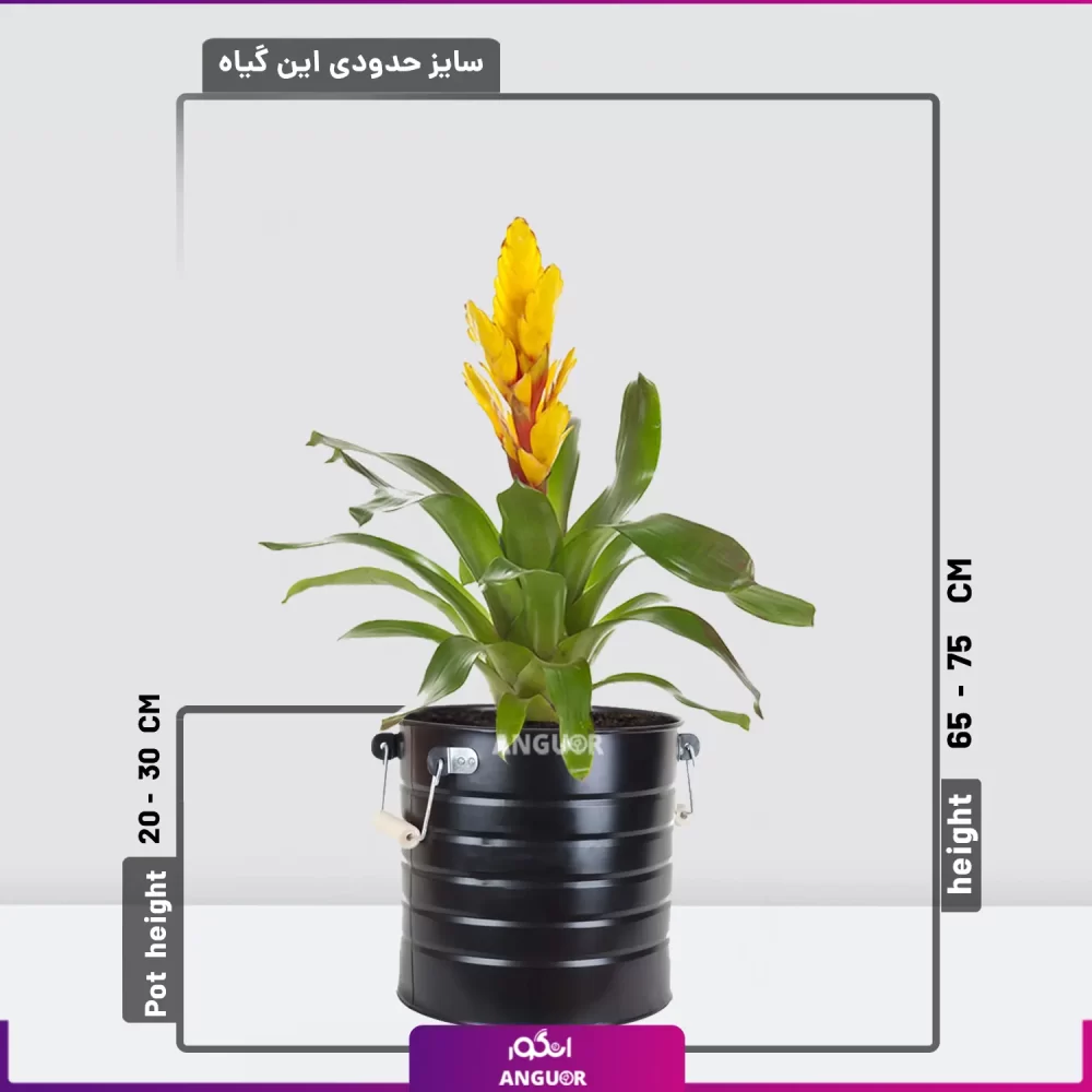 خرید ورزیا زرد با گلدان فلزی مشکی- ورزیای زرد-