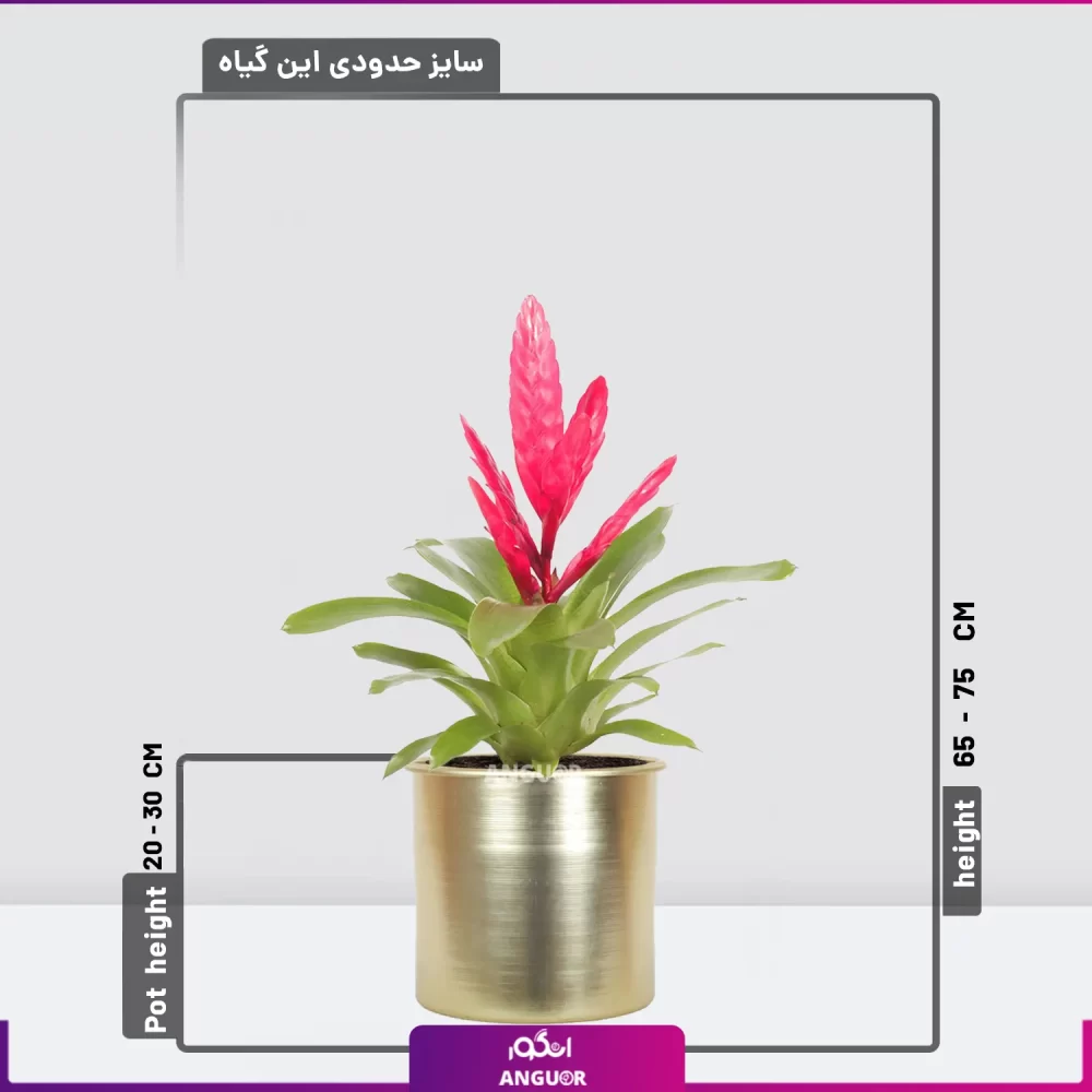 خرید ورزیا- ورزیای صورتی با گلدان فلزی طلایی