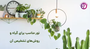 نور مناسب گیاه