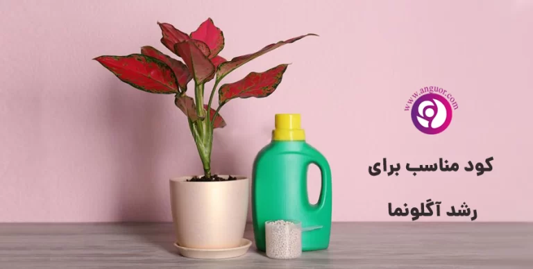 کود مناسب برای رشد آگلونما