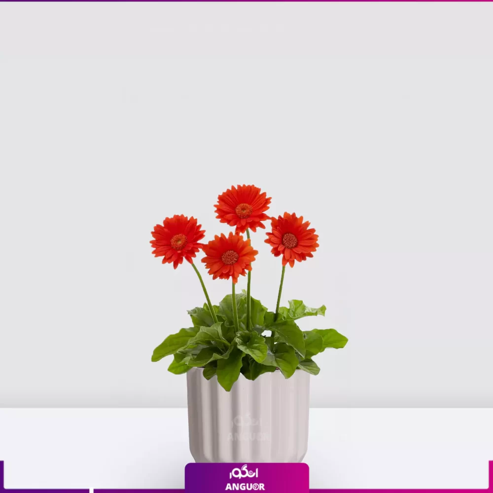 گلدان سرامیکی طرح دار- خرید آنلاین ژربرا- گل ژربرا