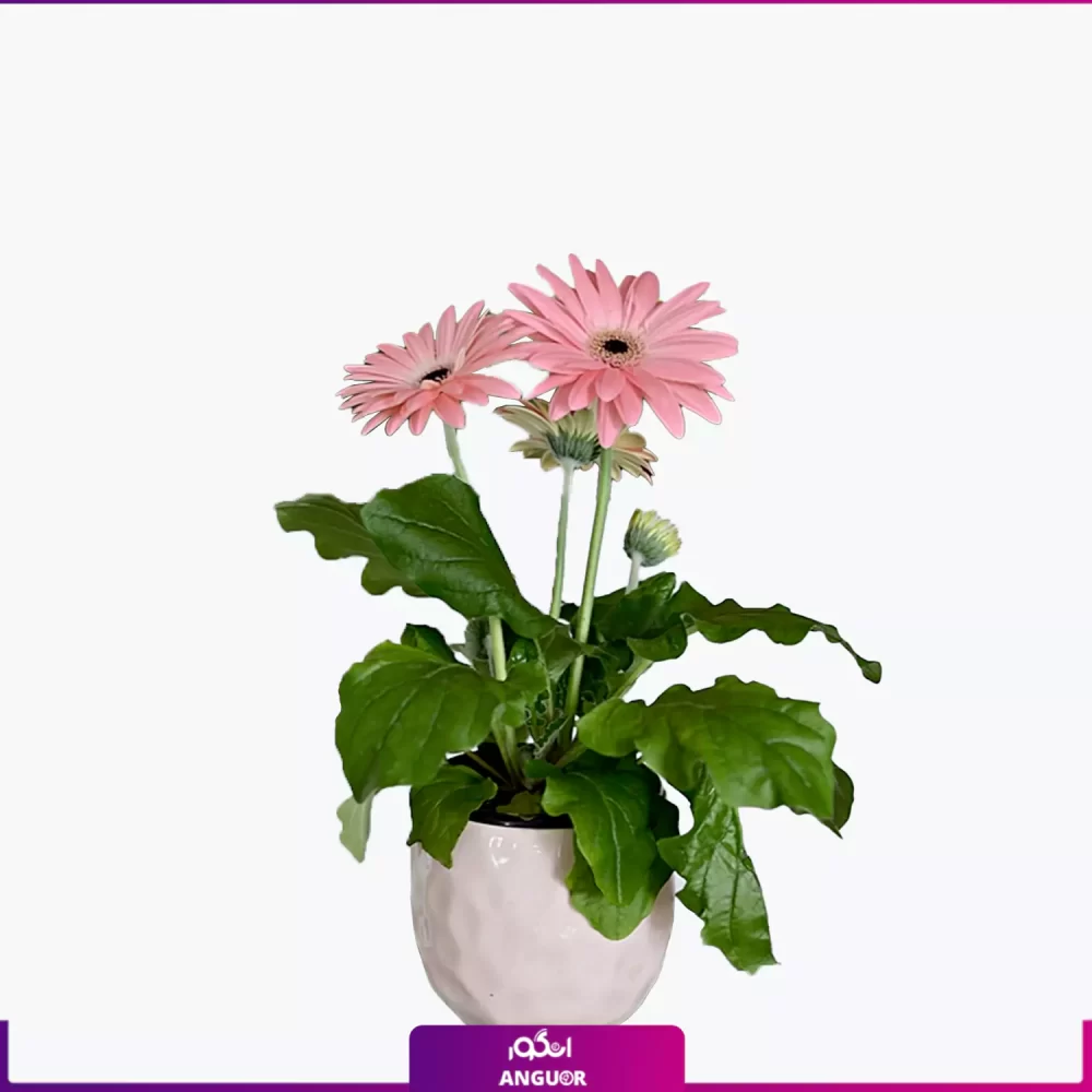 گلدان ژربرا صورتی- خرید آنلاین ژربرا- گلفروشی آنلاین