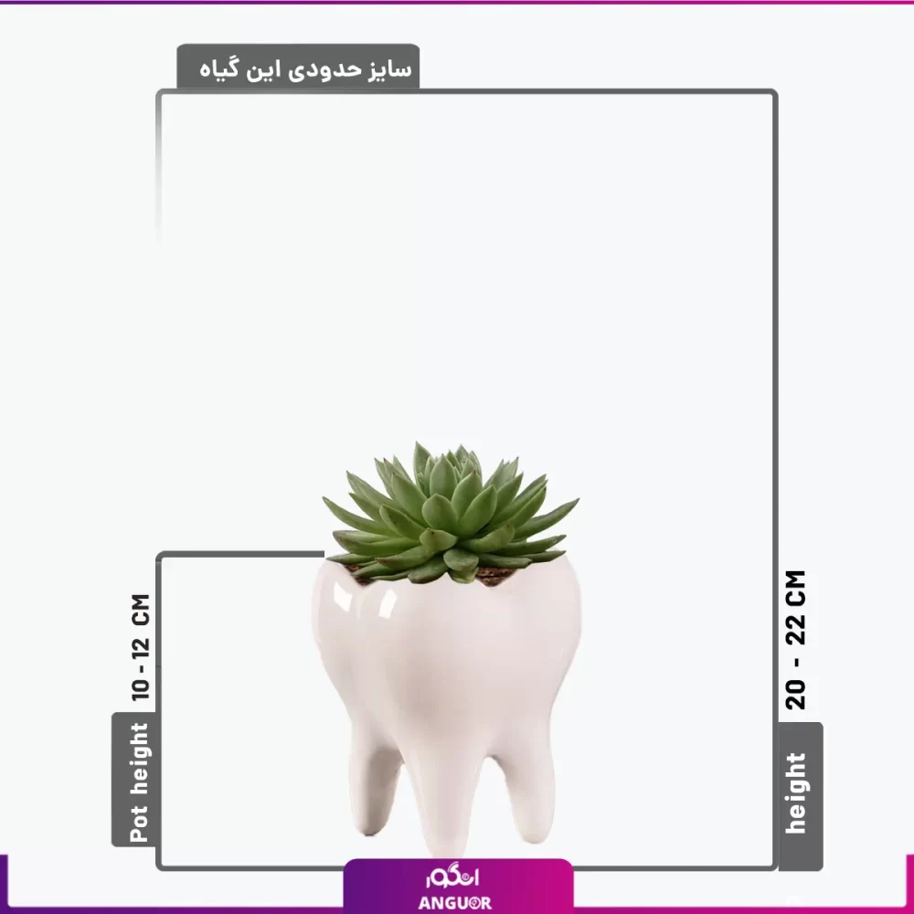 سفارش آنلاین گل-گل روز دندانپزشک- گل ساکولنت-انگور