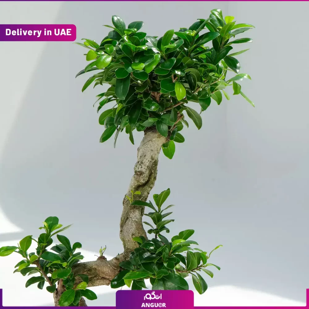 گلدان بونسای طرح s (ارسال به دبی و امارات) - Image 3