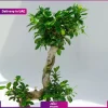 گلدان بونسای طرح s (ارسال به دبی و امارات) - Image 3