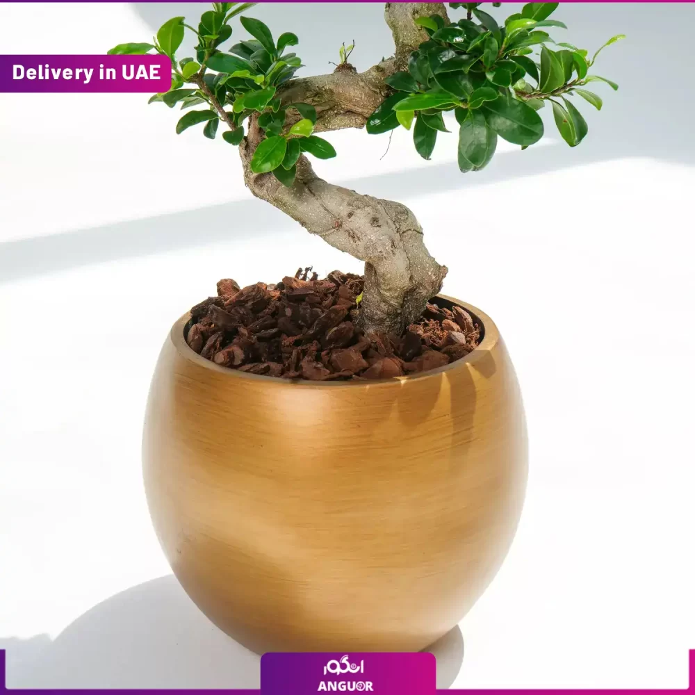 گلدان بونسای طرح s (ارسال به دبی و امارات) - Image 2