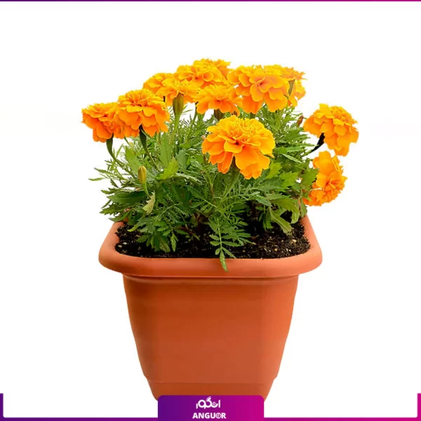 خرید آنلاین گل بهاری- گل جعفری- گلفروشی آنلاین انگور